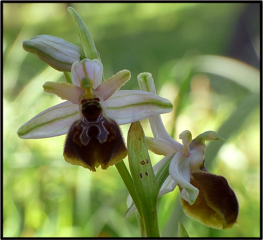 Ophrys sipontensis